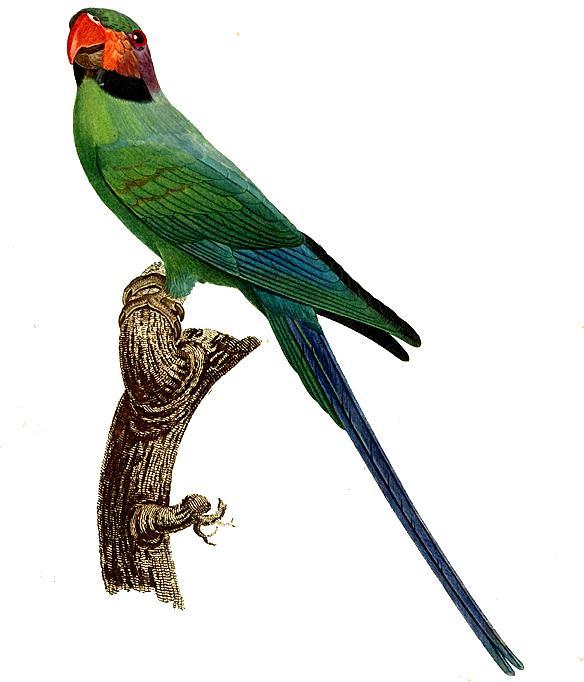 Psittacula longicauda - Barraband - long-tailed parakeet.jpg
