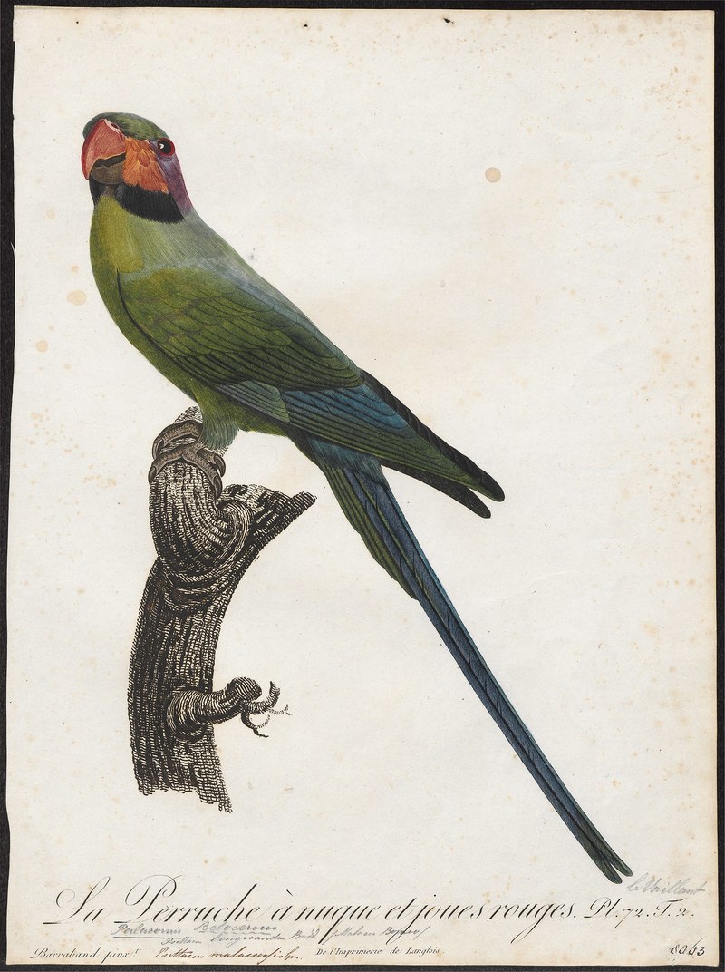 Palaeornis longicaudus - 1796-1808 - Print - Iconographia Zoologica - Special Collections University of Amsterdam - UBA01 IZ18500071.Psittacula longicauda (long-tailed parakeet).jpg