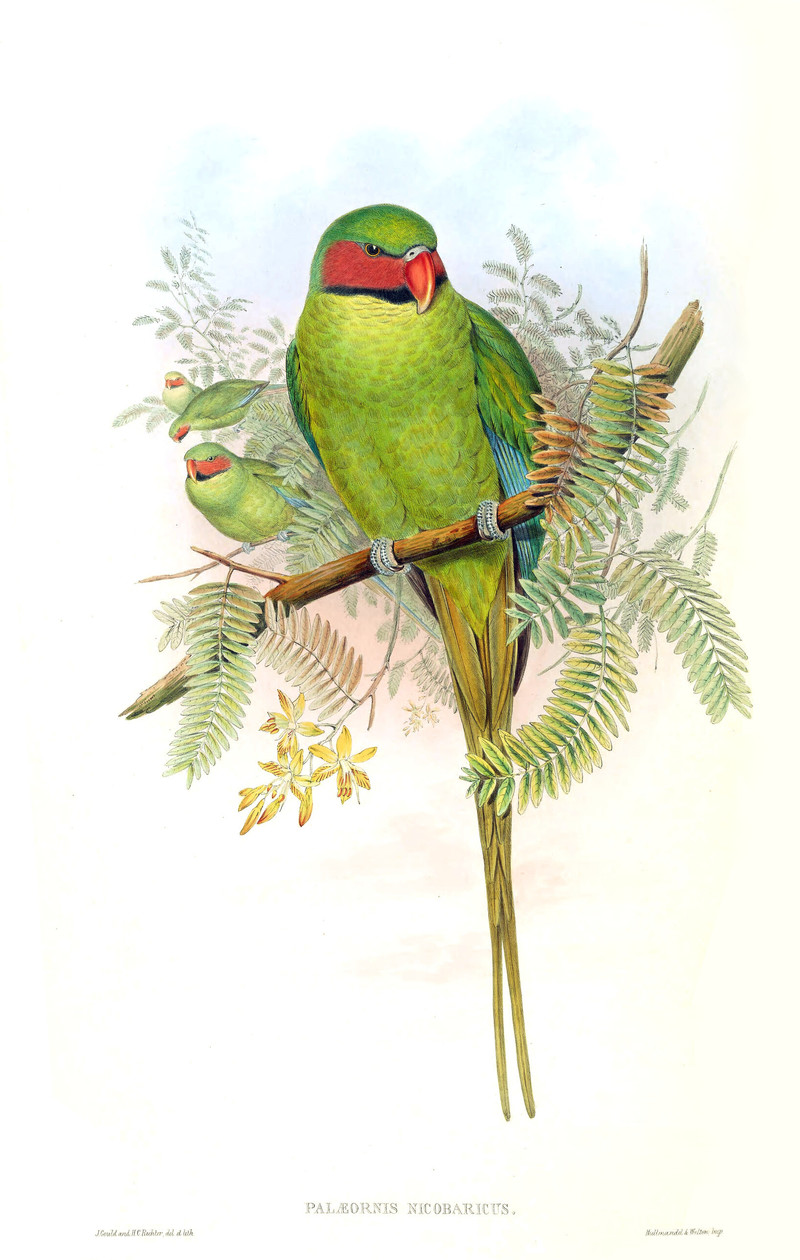 Palaeornis Nicobaricus Gould - Psittacula longicauda tytleri (Andaman long-tailed parakeet).jpg