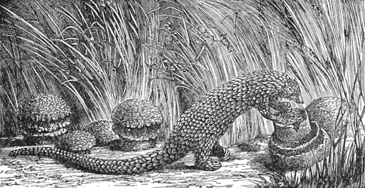 Manis longicaudata illustration - Phataginus tetradactyla (long-tailed pangolin).png