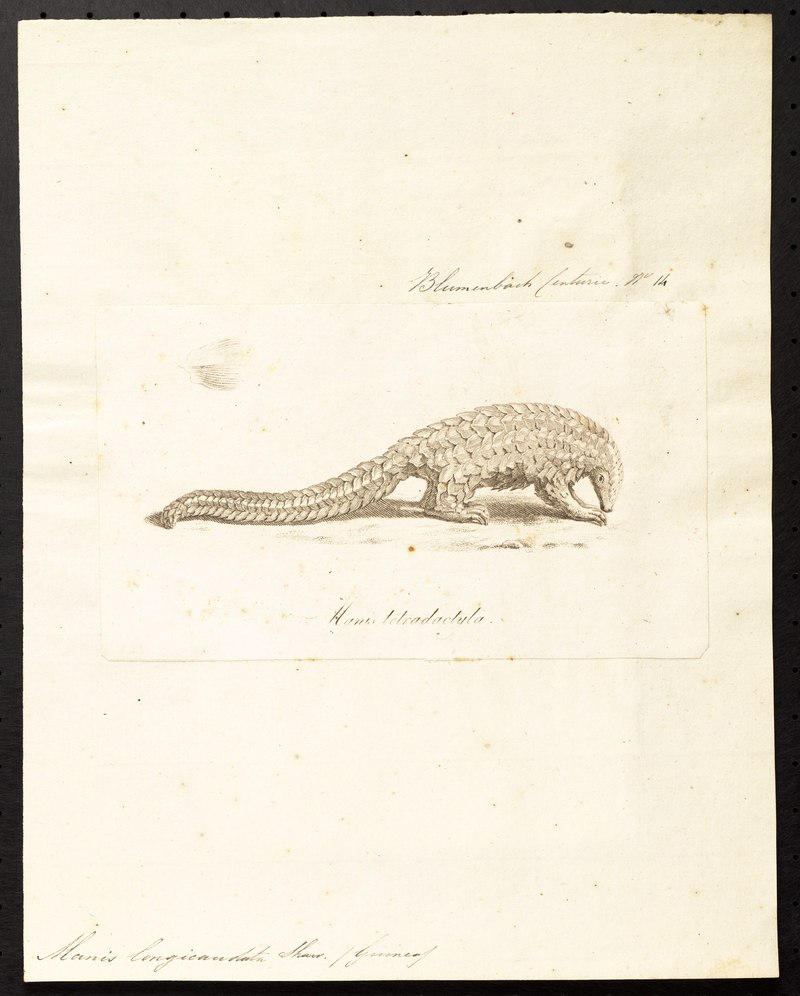Manis longicaudata - 1700-1880 - Print - Iconographia Zoologica - Special Collections University of Amsterdam - UBA01 IZ21000007.Phataginus tetradactyla (long-tailed pangolin).jpg