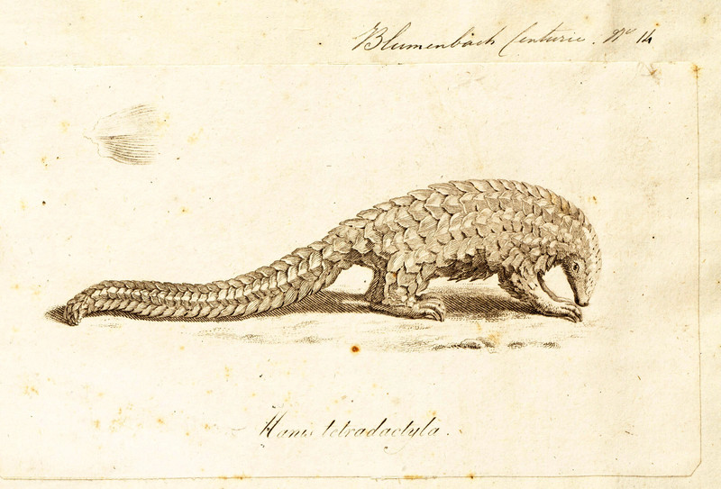 Manis longicaudata - 1700-1880 - Print - Iconographia Zoologica - Special Collections University of Amsterdam - UBA01 IZ21000007.Phataginus tetradactyla (long-tailed pangolin).jpg