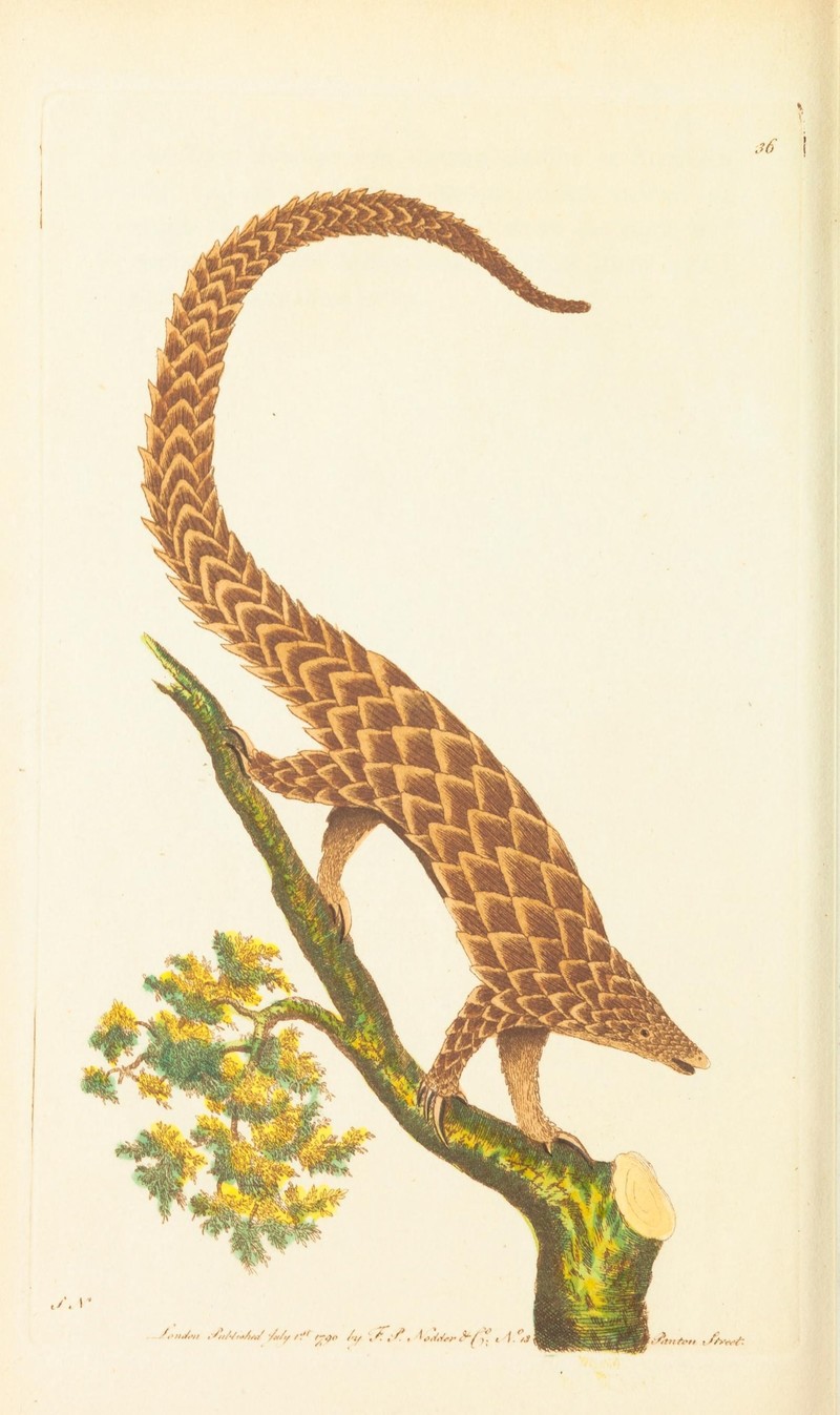 The Naturalist's Miscellany Vol.1 Four-toed Manis - Phataginus tetradactyla (long-tailed pangolin).jpg