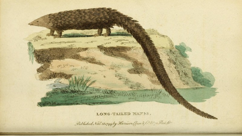 The Naturalist's Pocket Magazine or compleat cabinet of the curiosities and beauties of nature (19963168228) - long-tailed pangolin (Phataginus tetradactyla).jpg