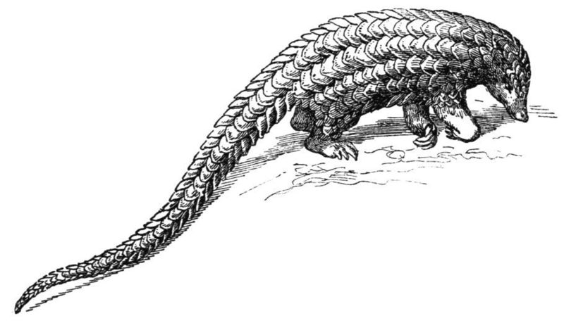 Schuppentier-drawing - Phataginus tetradactyla (long-tailed pangolin).jpg