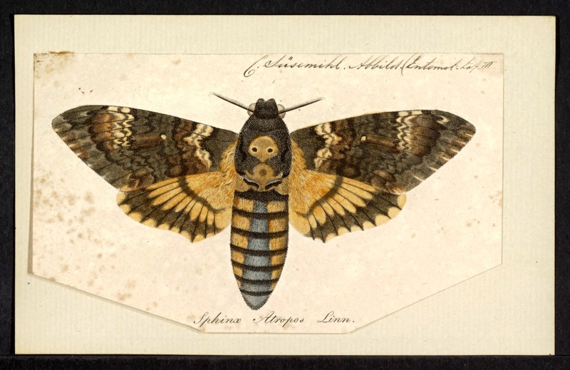 Acherontia - Print - Iconographia Zoologica - Special Collections University of Amsterdam - UBAINV0274 062 01 0002.jpg