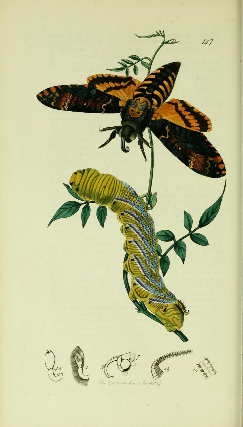 British-entomology-volume5-Plate147-Acherontia atropos (African death's-head hawkmoth; adult & caterpillar).jpg