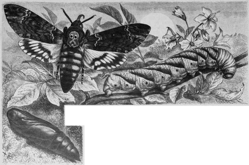 Die Gartenlaube (1889) b 437 - Acherontia atropos (African death's-head hawkmoth; adult, caterpillar, pupa).jpg