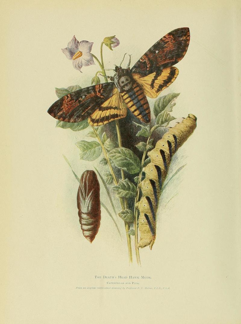 Animal Life and the World of Nature; A magazine of Natural History (1902) (14581291330) - Acherontia atropos (African death's-head hawkmoth; adult, caterpillar, pupa).jpg