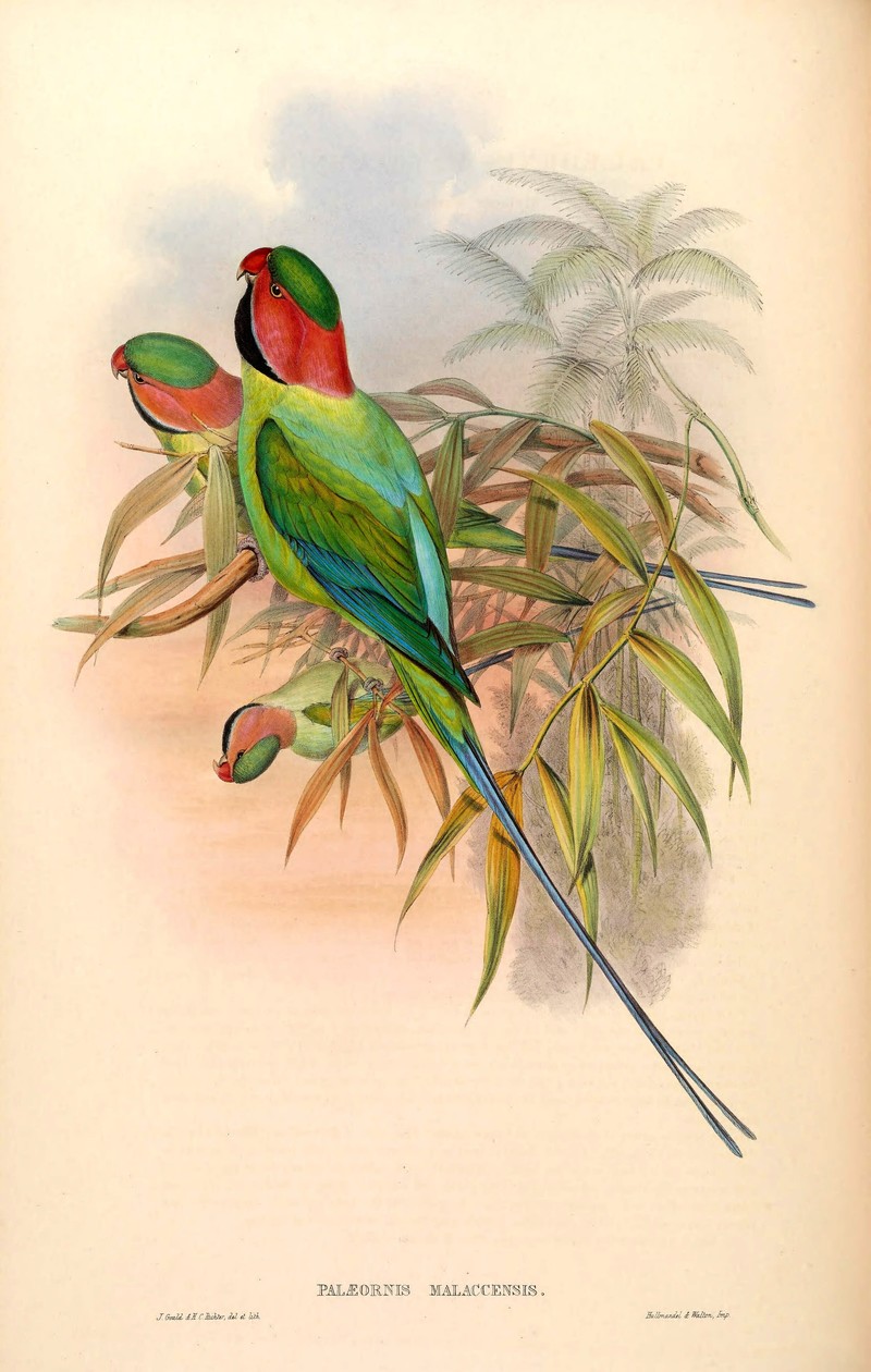 BirdsAsiaJohnGoVIGoul 0048 - The Birds of Asia - Palaeornis malaccensis = Psittacula longicauda nicobarica (Nicobar long-tailed parakeet).jpg
