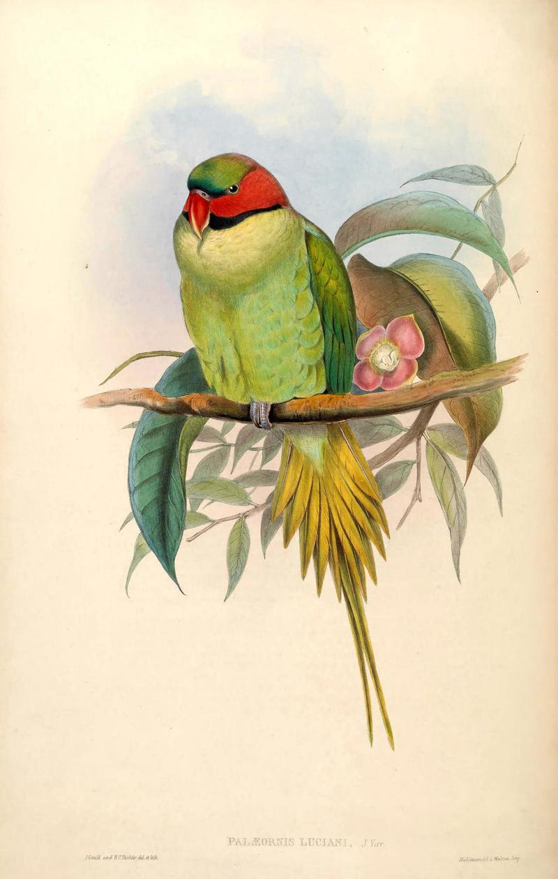 BirdsAsiaJohnGoVIGoul 0024 - The Birds of Asia, Palaeornis luciani = Psittacula longicauda modesta (Enggano long-tailed parakeet).jpg