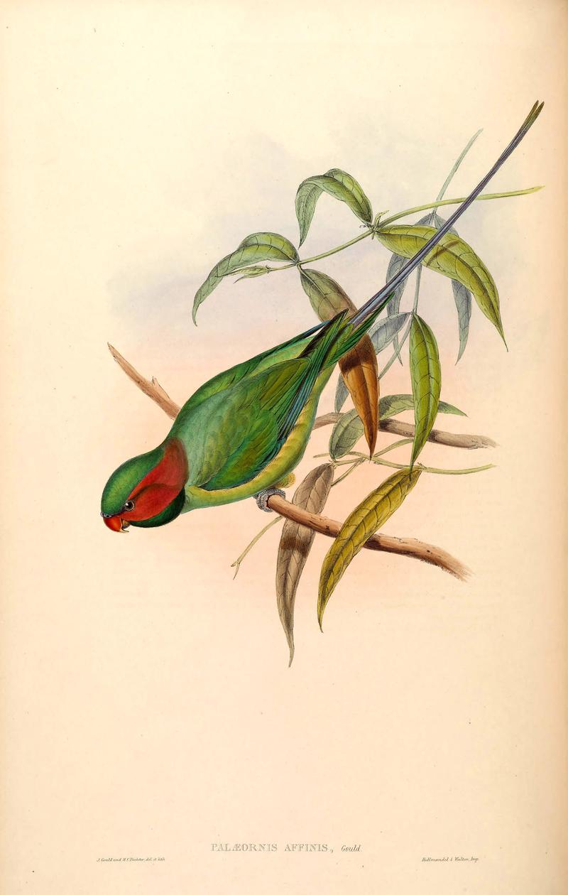 BirdsAsiaJohnGoVIGoul 0052 - The Birds of Asia, Palaeornis affinis = Psittacula longicauda (long-tailed parakeet).jpg