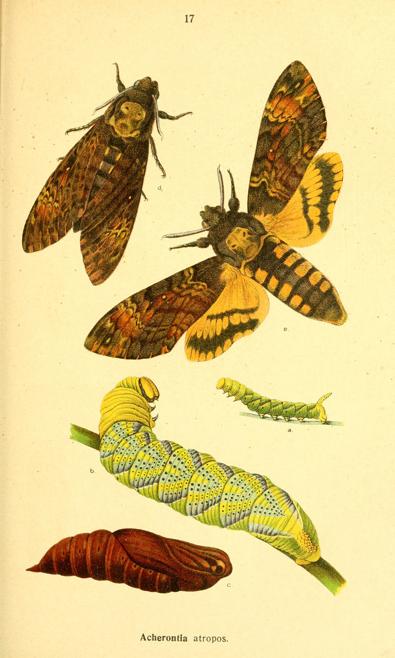 Dieschmetterling14ecks 0231 - Acherontia atropos (African death's-head hawkmoth; adult, caterpillar, pupa).jpg