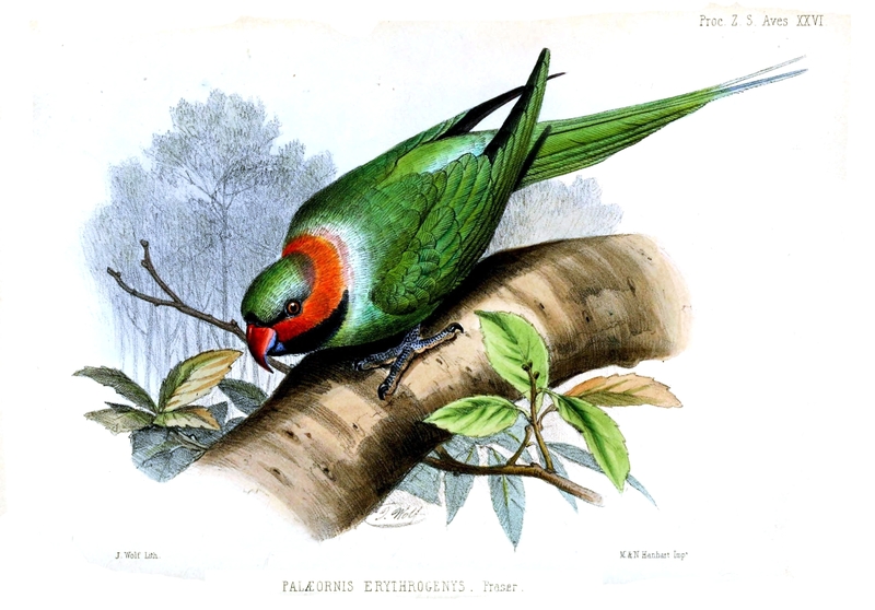 Paleornis Erythrogenys Wolf - Psittacula longicauda tytleri (Andaman long-tailed parakeet).jpg