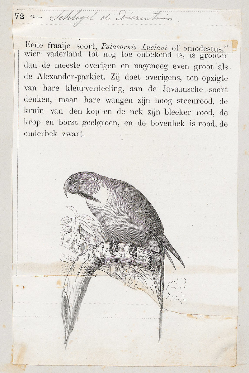 Palaeornis luciani - 1872 - Print - Iconographia Zoologica - Special Collections University of Amsterdam - UBA01 IZ18500075-cropped.jpg