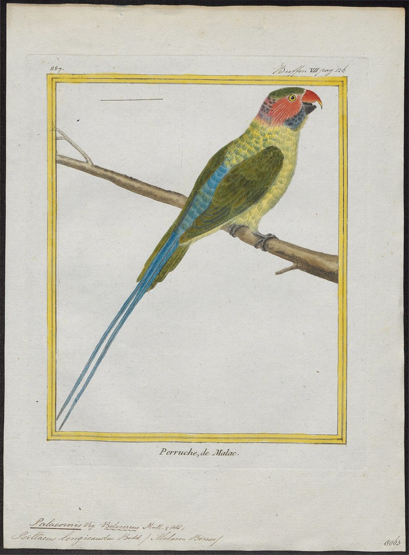 Palaeornis longicaudus - 1700-1880 - Print - Iconographia Zoologica - Special Collections University of Amsterdam - UBA01 IZ18500073.jpg