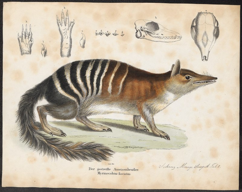 Myrmecobius fasciatus - 1700-1880 - Print - Iconographia Zoologica - Special Collections University of Amsterdam - UBA01 IZ20300168.numat.jpg
