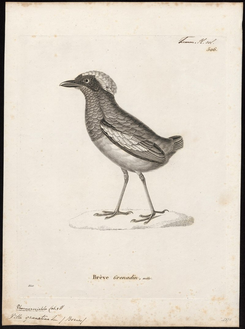 Pitta granatina - 1700-1880 - Print - Iconographia Zoologica - Special Collections University of Amsterdam - UBA01 IZ16400269.jpg