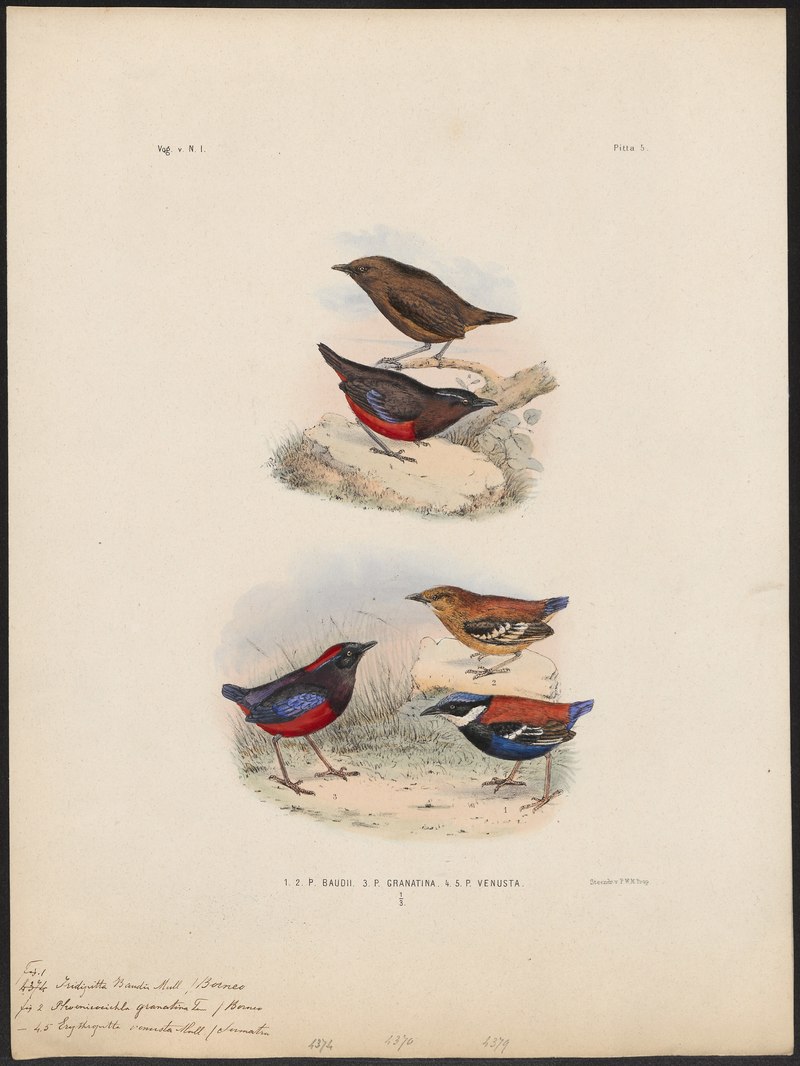 Pitta granatina - 1863-1876 - Print - Iconographia Zoologica - Special Collections University of Amsterdam - UBA01 IZ16400241.jpg