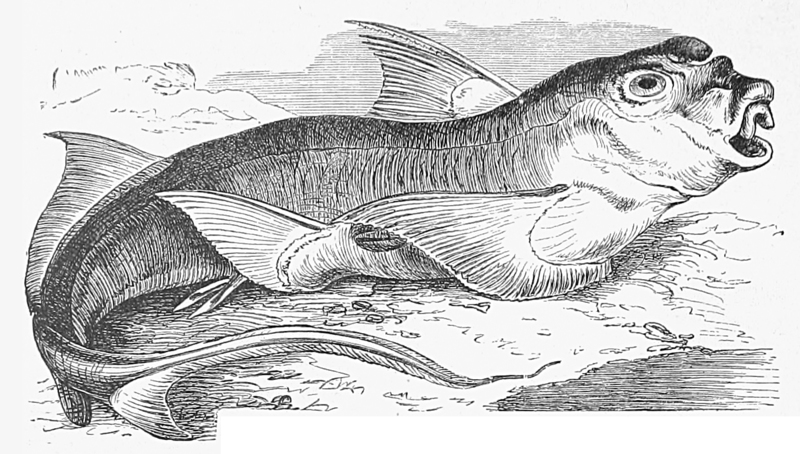Chimaera monstrosa 1892.jpg