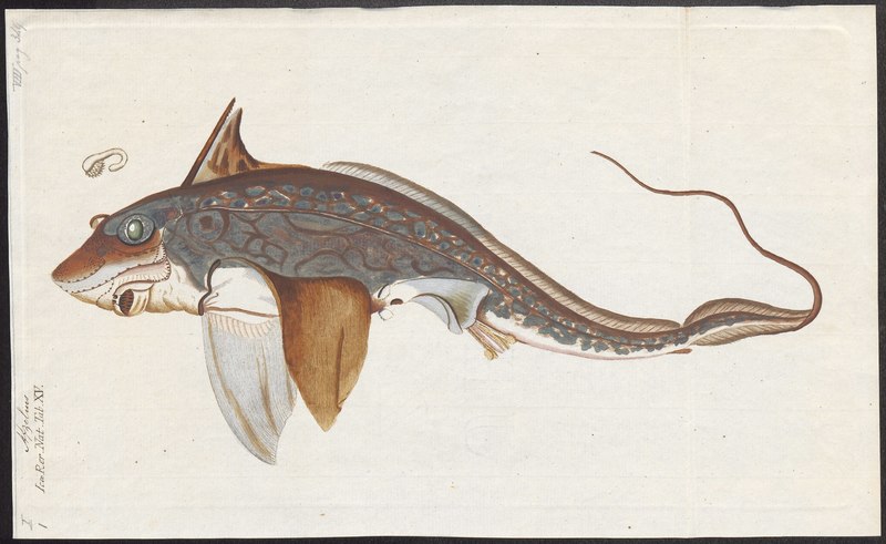 Chimaera monstrosa - 1700-1880 - Print - Iconographia Zoologica - Special Collections University of Amsterdam - UBA01 IZ14100001.rabbit fish.jpg