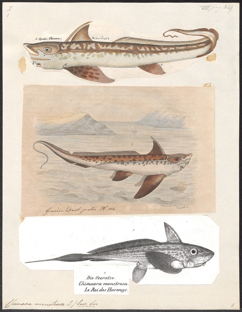 Chimaera monstrosa - 1700-1880 - Print - Iconographia Zoologica - Special Collections University of Amsterdam - UBA01 IZ14100007.rabbit fish.jpg