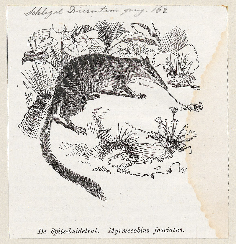 Myrmecobius fasciatus - 1872 - Print - Iconographia Zoologica - Special Collections University of Amsterdam - UBA01 IZ20300166.jpg