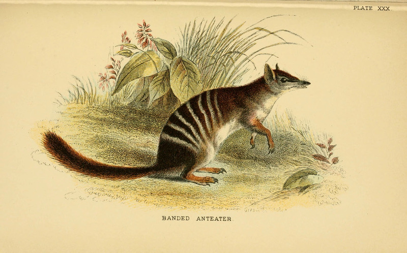 A hand-book to the marsupialia and monotremata (Plate XXX) (6008356875).jpg