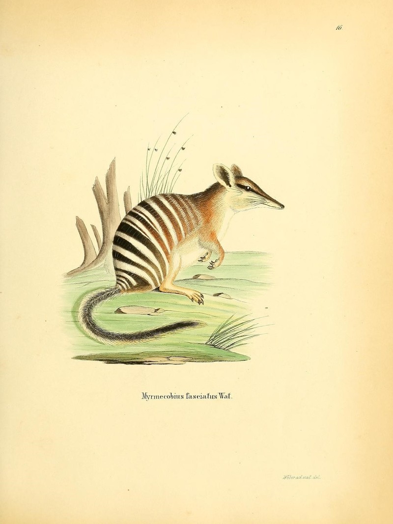 Die Säugthiere in Abbildungen nach der Natur, mit Beschreibungen (Plate 16) (8556275379) - Myrmecobius fasciatus (numbat).jpg