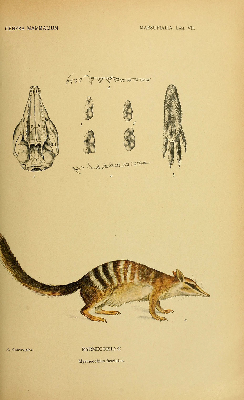 Genera mammalium (6260711586) - Myrmecobius fasciatus (numbat).jpg