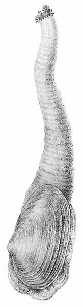 163px-Mya arenaria met dier vertikaal - sand gaper.jpg