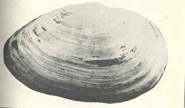 FMIB 34790 Shell of Mya arenaria.jpeg