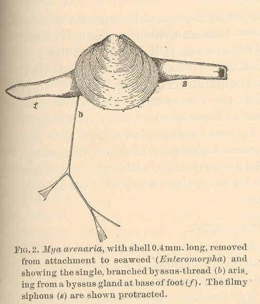FMIB 40485 Mya arenaria, with shell 04 mm long, removed from attachment to seaweed (Enteromorpha) and showing the single, branched byssus-sand-gaper.jpeg