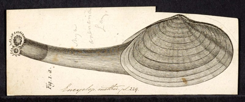 Mya arenaria - - Print - Iconographia Zoologica - Special Collections University of Amsterdam - UBAINV0274 079 13 0009.sand-gaper.jpg
