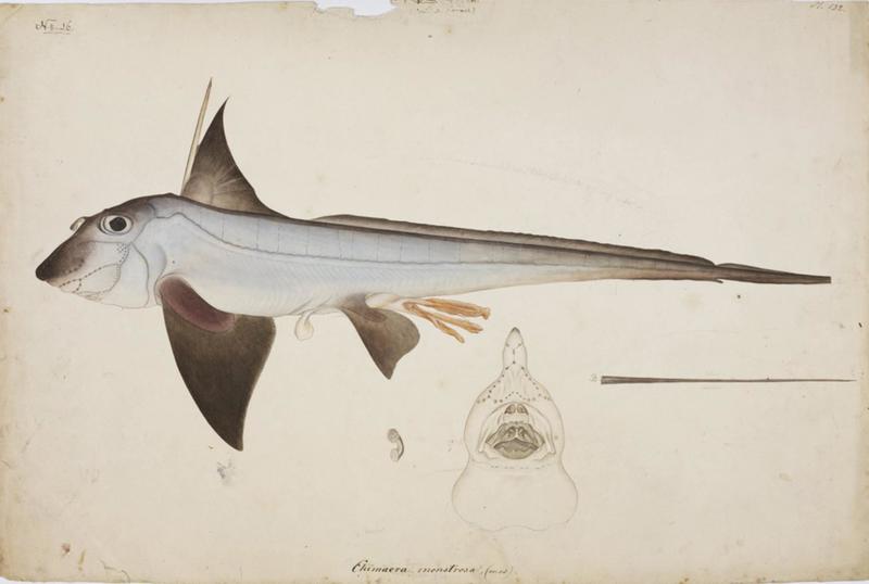 Naturalis Biodiversity Center - RMNH.ART.44 - Chimaera phantasma Jordan and Snyder - Kawahara Keiga - 1823 - 1829 - Siebold Collection - pencil drawing - water colour - Chimaera monstrosa (rabbit fish).jpeg