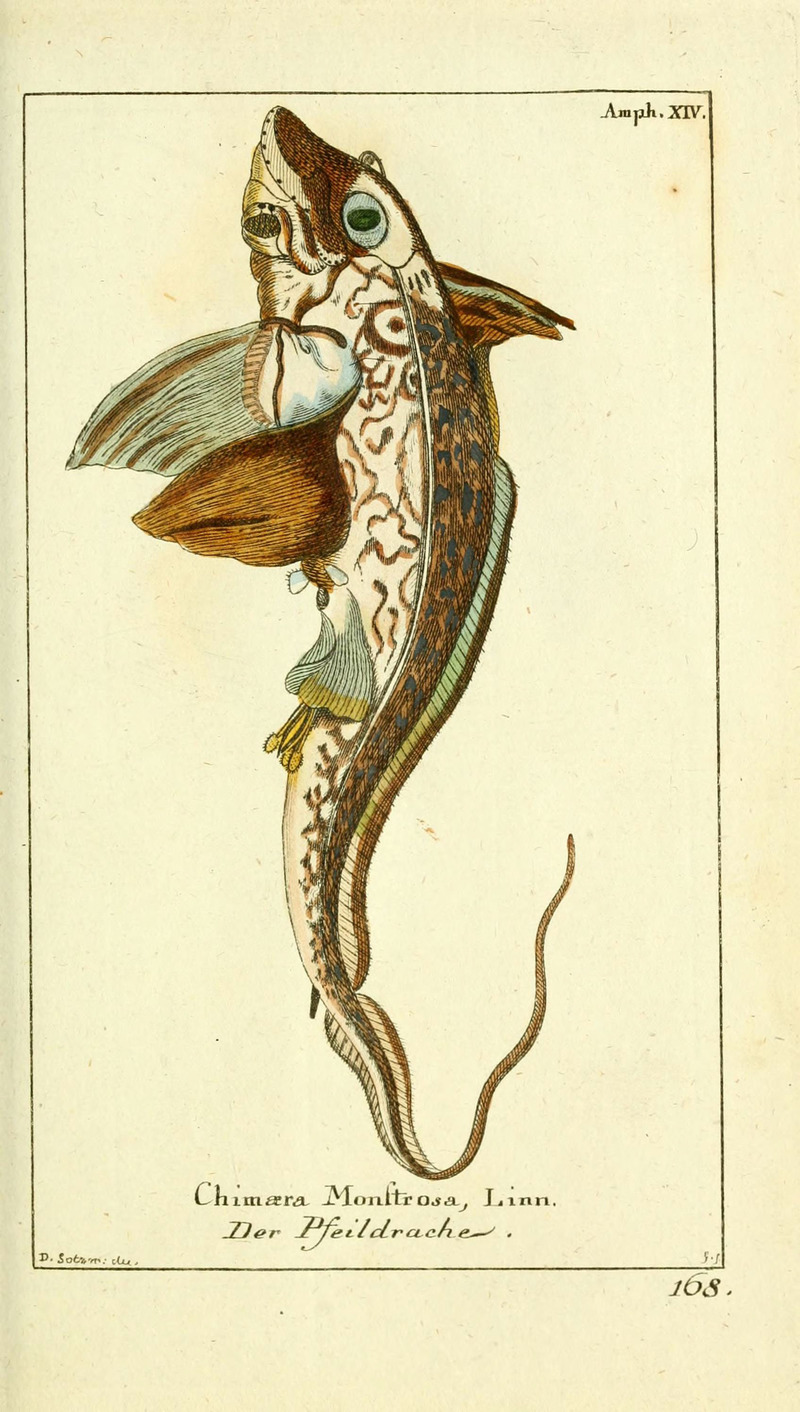 Gemeinnüzzige Naturgeschichte des Thierreichs (Amph- XIV) (5988322582) - Chimaera monstrosa (rabbit fish).jpg