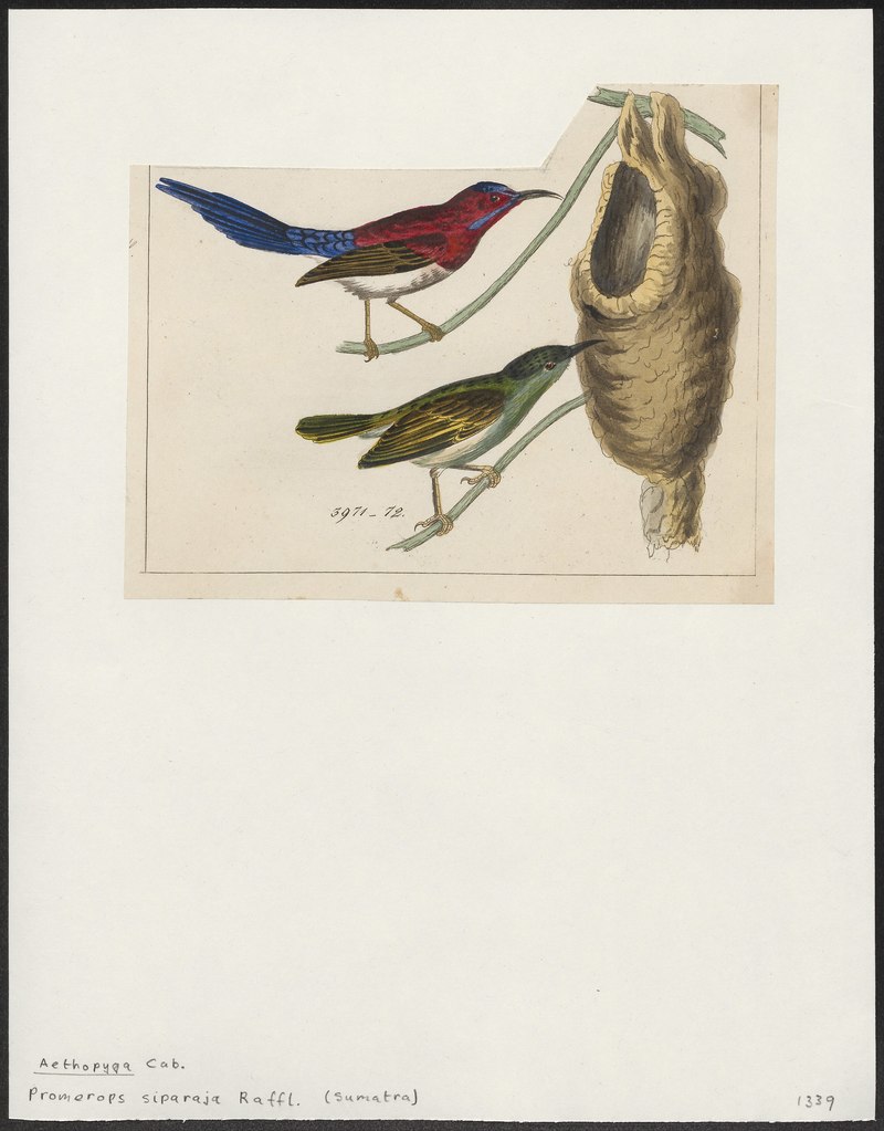 Promerops siparaja - 1820-1860 - Print - Iconographia Zoologica - Special Collections University of Amsterdam - UBA01 IZ19000303.Aethopyga mystacalis (Javan sunbird).jpg