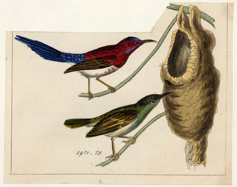 Promerops siparaja - 1820-1860 - Print - Iconographia Zoologica - Special Collections University of Amsterdam - UBA01 IZ19000303.Aethopyga mystacalis (Javan sunbird)-cropped.jpg