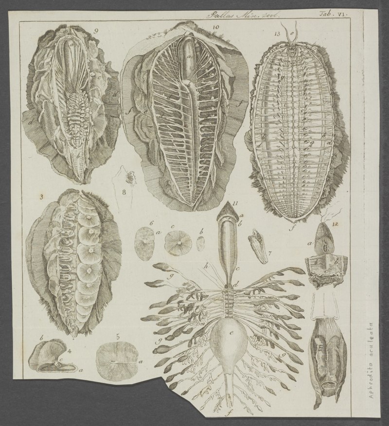 Aphrodita aculeata - - Print - Iconographia Zoologica - Special Collections University of Amsterdam - UBAINV0274 102 02 0005.jpg