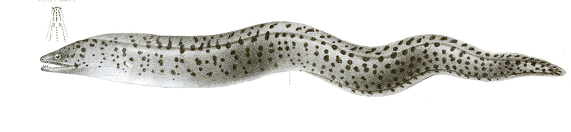Muraena fimbriata Achilles 172 - Gymnothorax fimbriatus (fimbriated moray eel).jpg