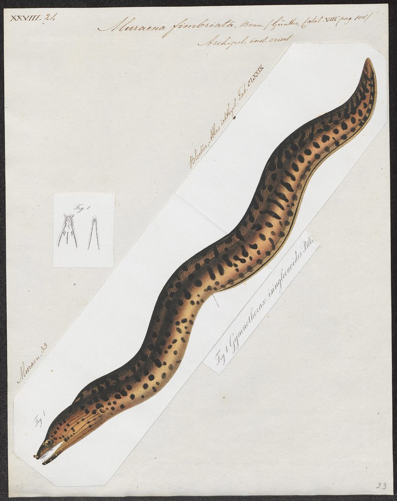 Muraena fimbriata - 1864 - Print - Iconographia Zoologica - Special Collections University of Amsterdam - UBA01 IZ15300051.Gymnothorax fimbriatus (fimbriated moray eel).jpg