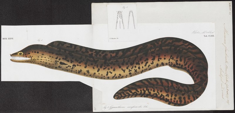 Muraena fimbriata - 1864 - Print - Iconographia Zoologica - Special Collections University of Amsterdam - UBA01 IZ15300053.Gymnothorax fimbriatus (fimbriated moray eel).jpg