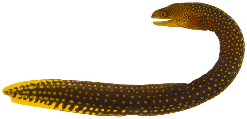 Gymnothorax miliaris - pone.0010676.g008-goldentail moray eel.png