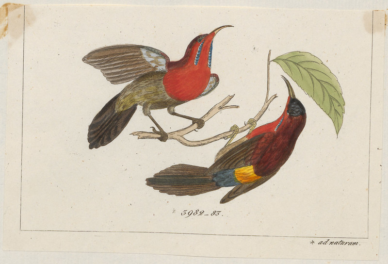 Promerops chalcopogon - 1820-1860 - Print - Iconographia Zoologica - Special Collections University of Amsterdam - UBA01 IZ19000325.Aethopyga mystacalis (Javan sunbird).jpg