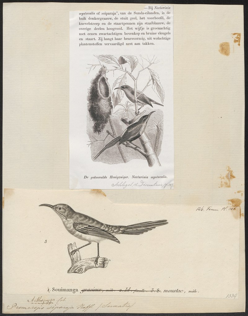 Promerops siparaja - 1838 - Print - Iconographia Zoologica - Special Collections University of Amsterdam - UBA01 IZ19000305.Aethopyga mystacalis (Javan sunbird).jpg