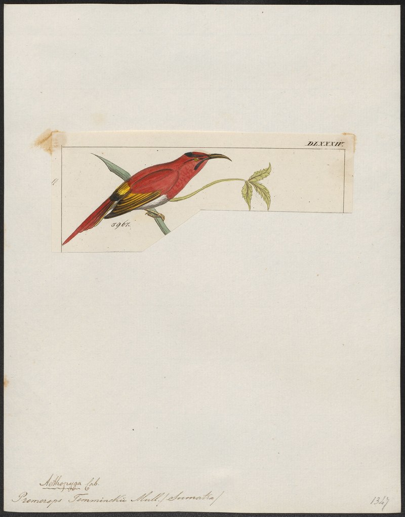 Promerops temminckii - 1820-1860 - Print - Iconographia Zoologica - Special Collections University of Amsterdam - UBA01 IZ19000321.Aethopyga temminckii (Temminck's sunbird).jpg