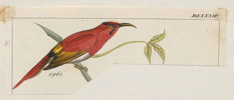 Promerops temminckii - 1820-1860 - Print - Iconographia Zoologica - Special Collections University of Amsterdam - UBA01 IZ19000321.Aethopyga temminckii (Temminck's sunbird).jpg