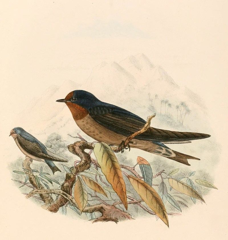 Hirundo tahitica 1894 - Pacific swallow.jpg