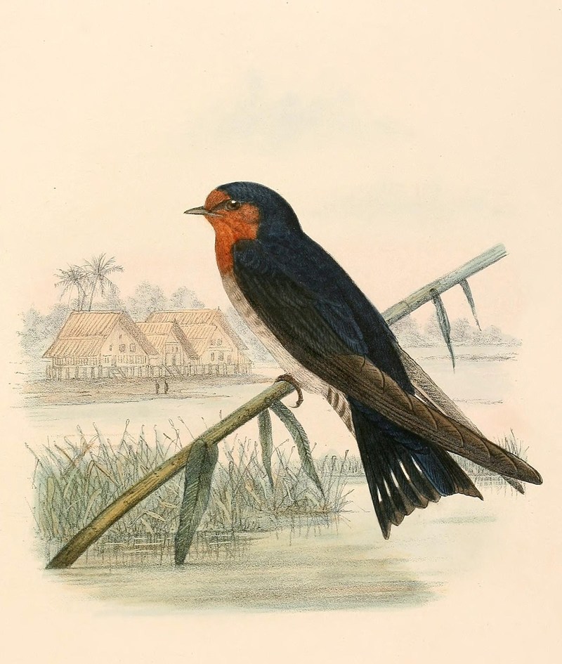 Hirundo tahitica javanica 1894 - Pacific Swallow, Javan Swallow.jpg