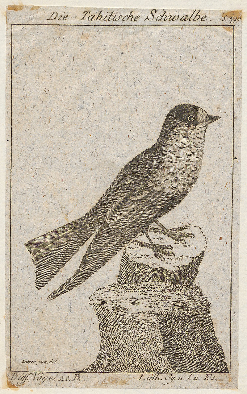 Hirundo tahitica - 1772-1829 - Print - Iconographia Zoologica - Special Collections University of Amsterdam - UBA01 IZ16700151.Hirundo tahitica (Pacific swallow).jpg